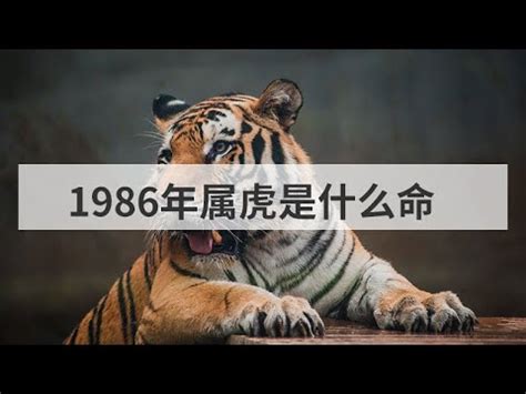 1986是什麼虎